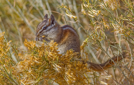 Least Chipmunk, Eutamias minimus or Neotamias minimus, Eating Rabbitbursh, White Mountains in California, Inyo National Forest, Chordata, Mammalia,  Rodentia, Sciuridae