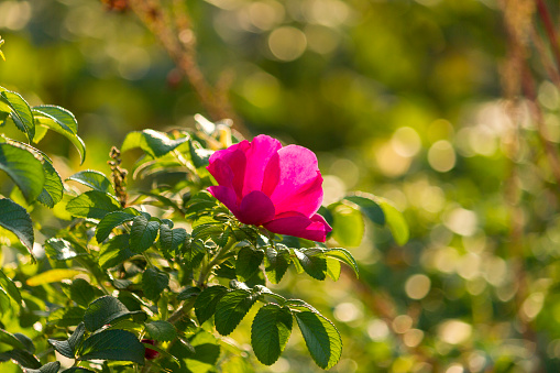 Pink rose hip flower