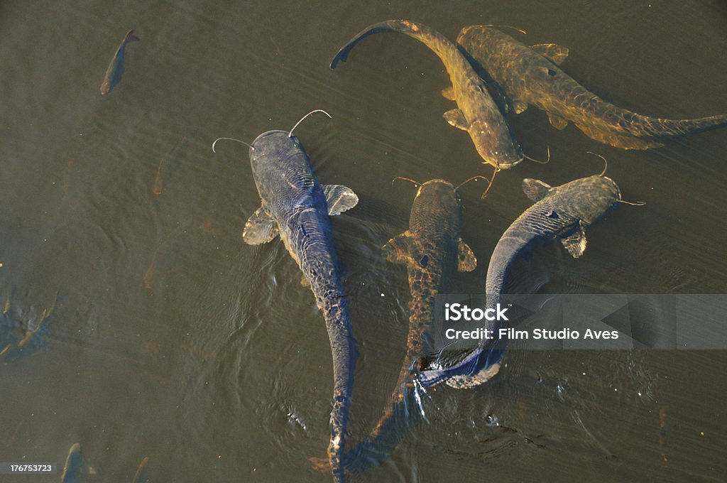 Wels catfish Group of Wels catfish (Silurus glanis). Wels Stock Photo