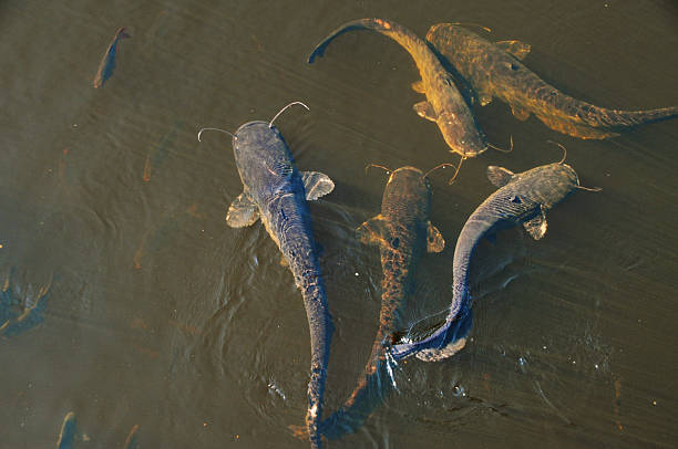 Wels catfish Group of Wels catfish (Silurus glanis). wels catfish stock pictures, royalty-free photos & images