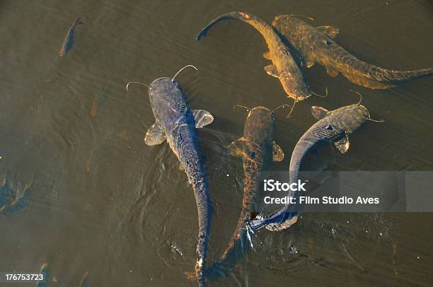 Wels Catfish Stock Photo - Download Image Now - Wels, Catfish, Fish