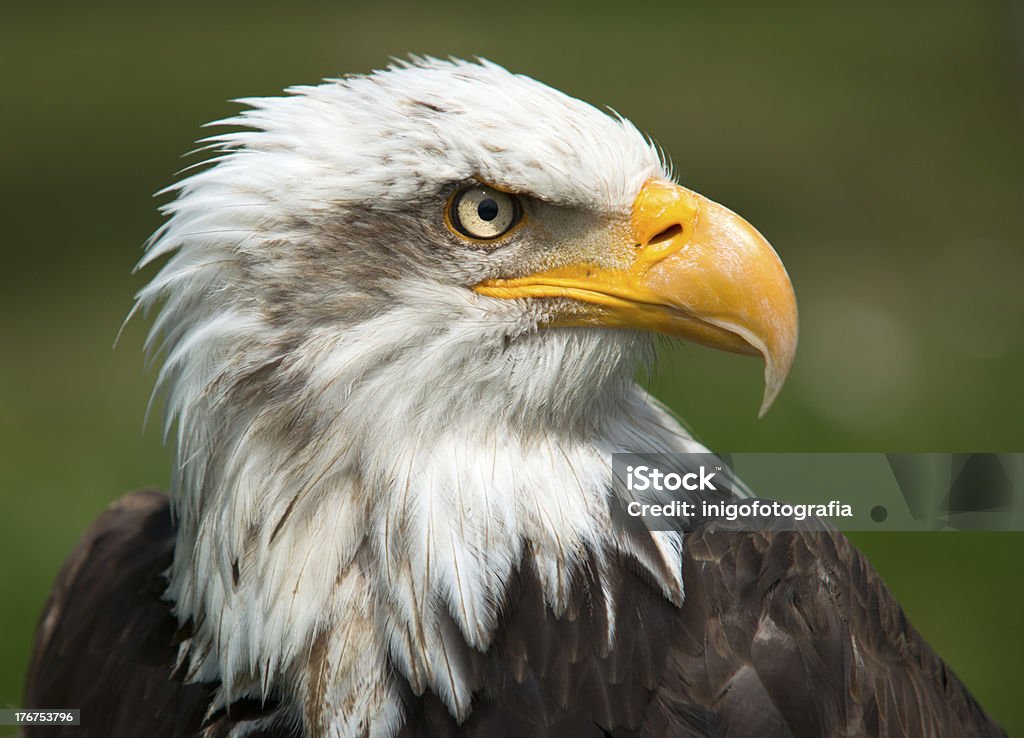 Bald Eagle Portrait - Photo de Aigle libre de droits