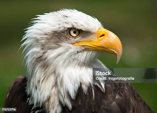 Photo libre de droit de Bald Eagle Portrait banque d'images et plus d'images libres de droit de Aigle - Aigle, Animal vertébré, Bec