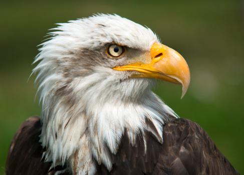 Majestic bald  Eagle Portrait on green
