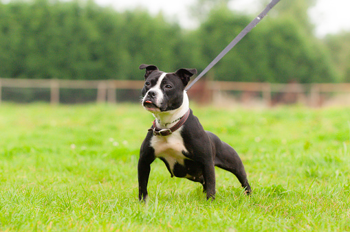 Staffordshire bull terrier  type dog with powerful  jaws and powerful legs, stands on lead outdoors looking towards the camera.