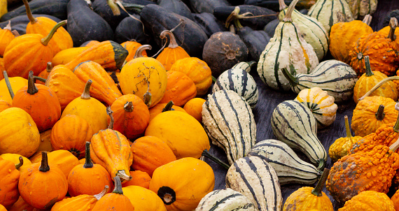 Big green and orange pumpkins in local market. Fall seasonal food.