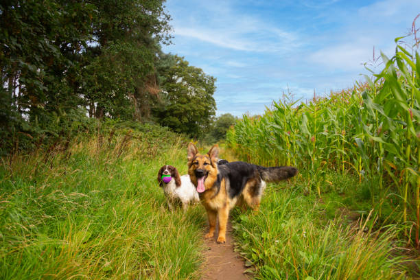 Young German Shepherd and spaniel dogs playing with a ball together whilst out for exercise in rural Shropshire on a sunny day.