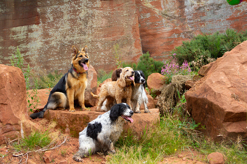 two happy panting dogs and one sad puppy dog in front of a white background