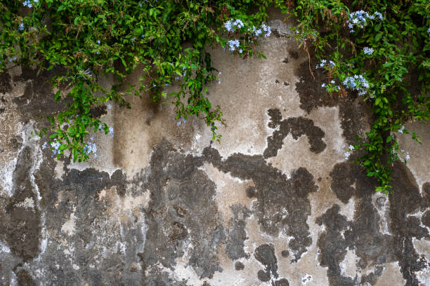 istock Grunge wall with flowers. Old wall textured background. 1767540948
