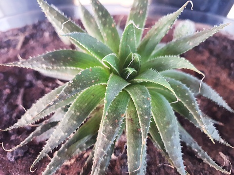 Close up of an Aloe aristata or Aristaloe aristata, succulent is a species of aloe vera, belonging to the Xanthorrhoeaceae family. Aristata means “long tip” or “beard”,