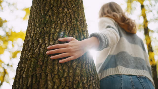 SLO MO Low Angle View of Young Woman Touching Tree Trunk in Autumn Forest on Sunny Day