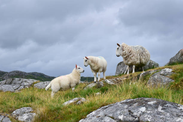 istock Sheep with lambs, animal love 1767553434