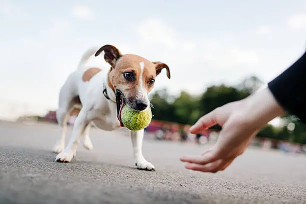Jack Russel Terrier (purebred dog) wants to play with old tennis ball.