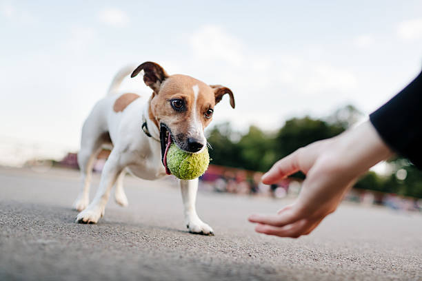 pequeno cão (jack russel) quer jogar com bola - apanhar comportamento animal - fotografias e filmes do acervo