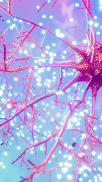 Visualization of neurons and neural network with signals Visualization of neurons and neural network with signals - 3d rendered image of nerve cells. Cellular neurons with electrical impulses. Glowing synapse. Visualization of dendrites of neurons. 3d rendered vertical image skin diagram photos stock pictures, royalty-free photos & images