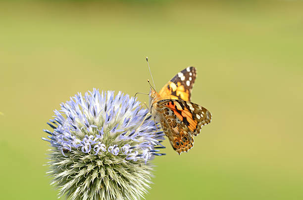 istock Painted lady butterfly on flowering globe thistle 176756008