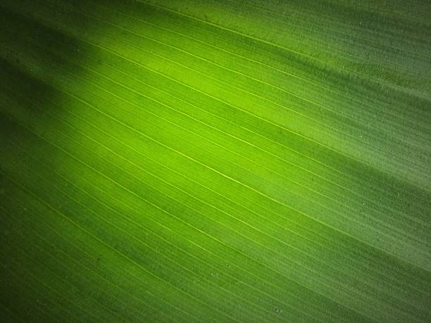 Full Frame Shot Of Green Leaf