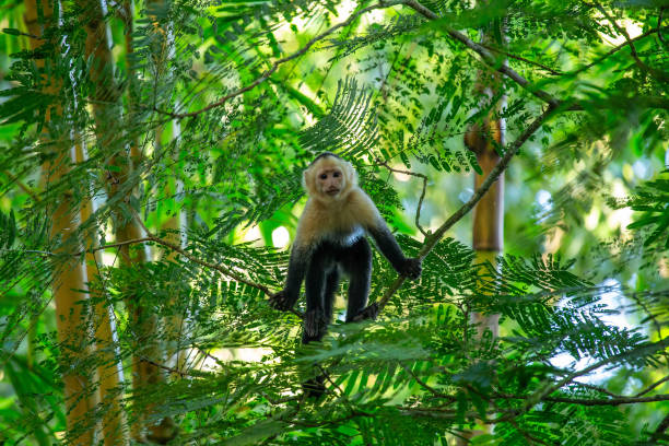 istock White-faced Capuchin (Cebus capucinus) Spotted Outdoors in Central and South America 1767567041