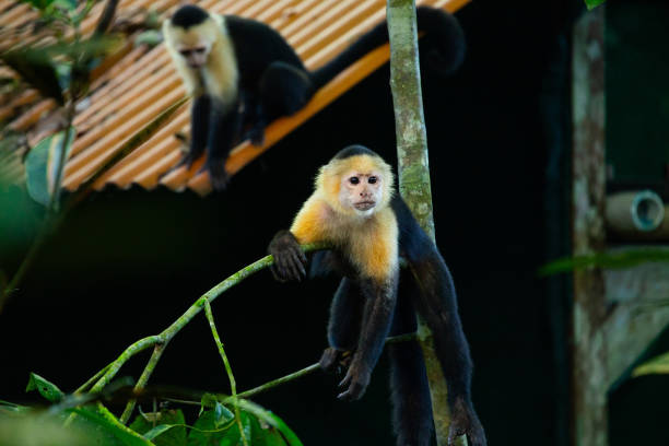 istock White-faced Capuchin (Cebus capucinus) Spotted Outdoors in Central and South America 1767567529