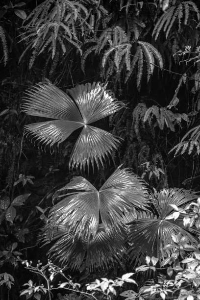 istock Monochrome Vegetation Silhouette 1767568566