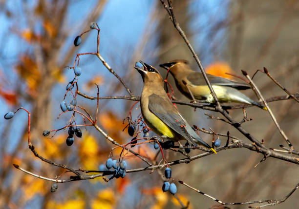 Cedar Waxwing Eating Berries A Cedar Waxwing feasts on the fruit of a Rusty Blackhaw (Viburnum Rufidulum). viburnum stock pictures, royalty-free photos & images