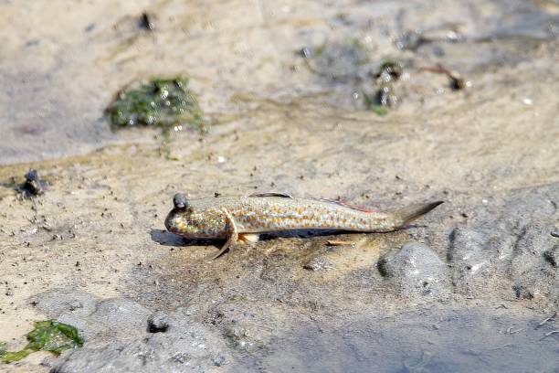 istock Gold spotted mudskipper, Periophthalmus chrysospilos, on a mangrove mudflat 1767570268