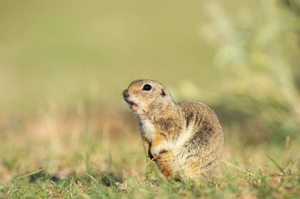 istock Anatolian Souslik-Ground Squirrel (Spermophilus xanthoprymnus). 1767573412