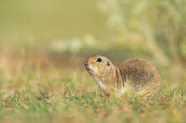 istock An Anatolian Souslik-Ground Squirrel (Spermophilus xanthoprymnus) defecating. 1767573416