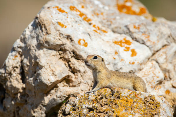 istock Anatolian Souslik-Ground Squirrel (Spermophilus xanthoprymnus) lying on the rock. 1767573949