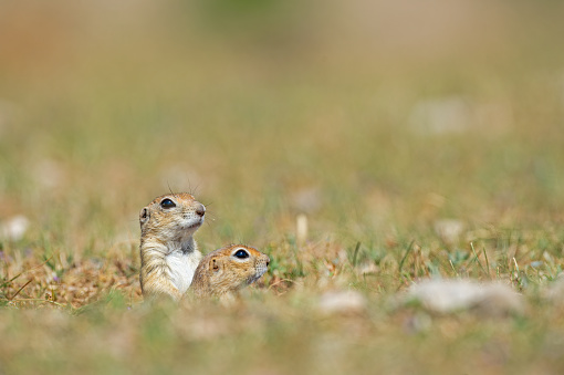 Anatolian Souslik-Ground Squirrel (Spermophilus xanthoprymnus) looking out of the nest.
