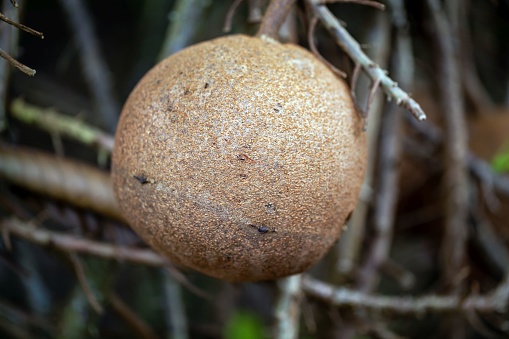 Fruit of a cannonball tree, Couroupita guianensis