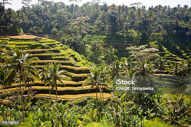 Рисовые Поля На Острове Бали — стоковые фотографии и другие картинки Азиатская культура - Азиатская культура, Азия, Бали