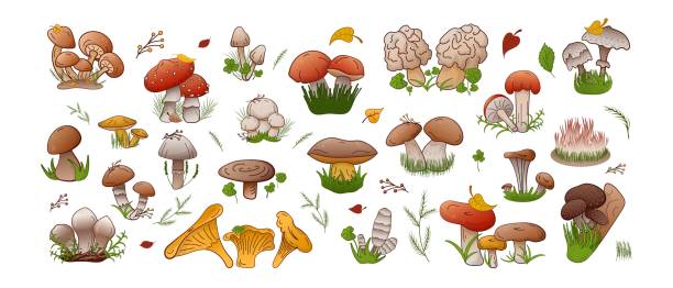 벡터 세트 숲 버섯입니다. 다양한 유형의 버섯, 식용 및 비식용을 수집합니다. - 끈적버섯과 이미지 stock illustrations