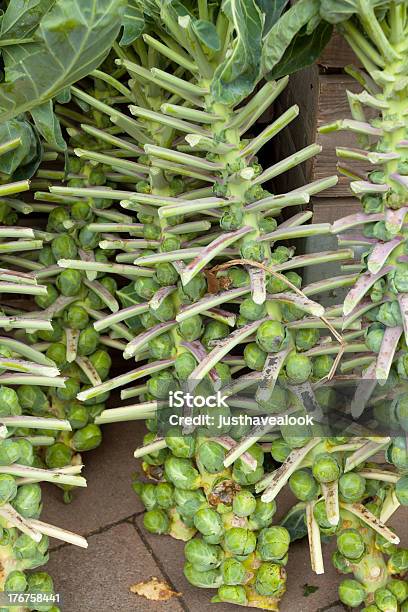 Rosenkohl Stockfoto und mehr Bilder von Fotografie - Fotografie, Gemüse, Landwirtschaftsmesse