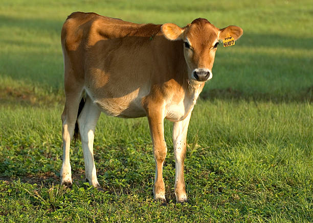 Baby Cow - Calf stock photo