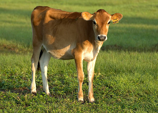 Baby Jersey Cow Baby Jersey Cow