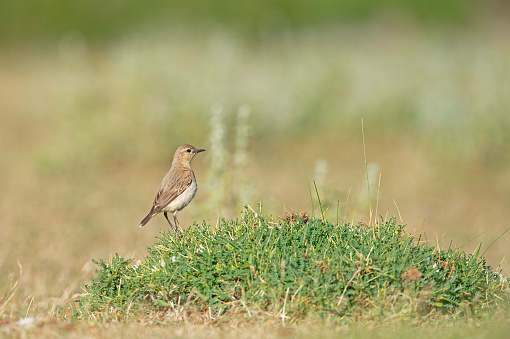Northern Wheatear (Oenanthe oenanthe) on a green plant.