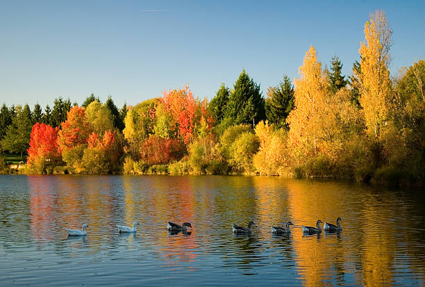 istock Flock of wild geese in fall forest 176759257