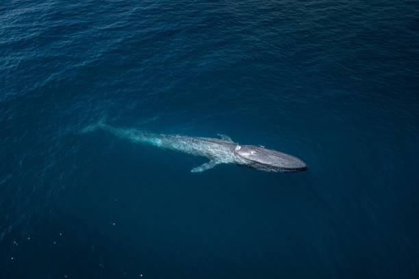 istock Majestic humpback whale swimming in the ocean 1767593162