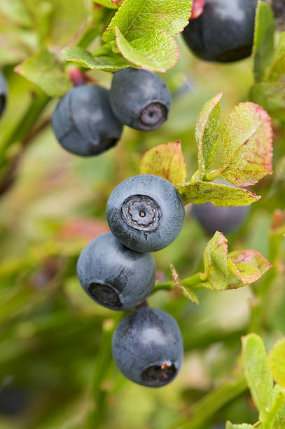 istock Macro Photo of Blueberries or Bilberries 176759323