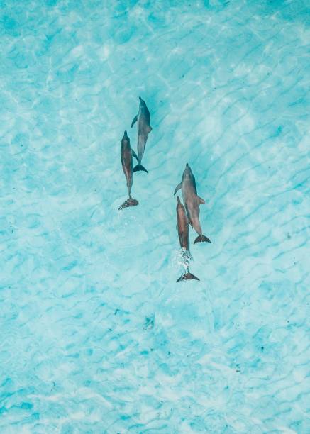 istock Dolphins swimming in the crystal clear waters at low tide 1767593708