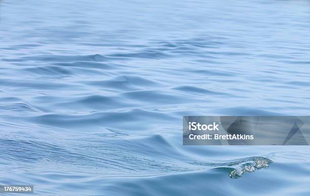 Mar De Tranquilidade - Fotografias de stock e mais imagens de Assunto - Assunto, Ave aquática, Azul