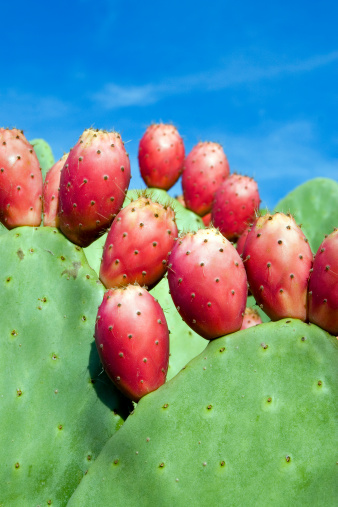 tunas Prickly Pears
