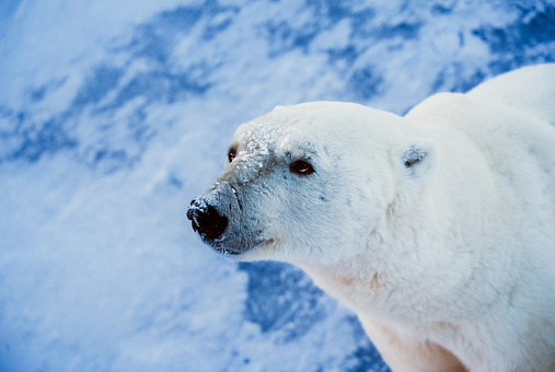 Close-up of one polar bear (Ursus maritimus) standing on the frozen ice along the Hudson Bay, waiting for the bay to freeze over so it can begin it's hunt for ringed seals.\n\nTaken in Cape Churchill, Manitoba, Canada.