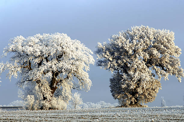 invierno stimmung estado de ánimo - stimmung fotografías e imágenes de stock