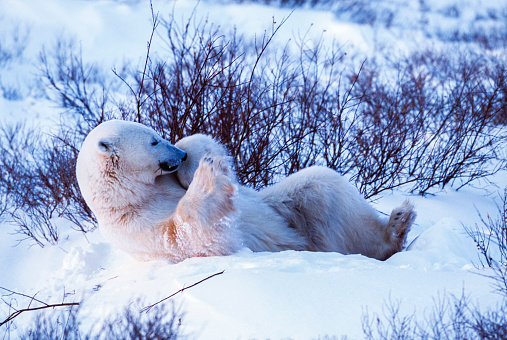 Side view of one wild polar bear (Ursus maritimus) playing in a snow bank, covered in willows, that had been providing the bear with protection from the wind.\n\nTaken in Churchill, Manitoba, Canada