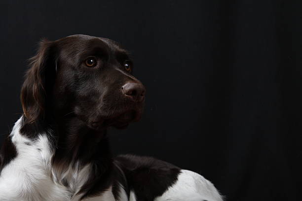 Junger Kleiner Muensterlaender Jagdhund Münsterländer - foto stock