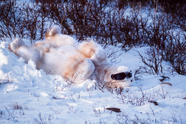 Side view of one wild polar bear (Ursus maritimus) playing in a snow bank, covered in willows, that had been providing the bear with protection from the wind.\n\nTaken in Churchill, Manitoba, Canada