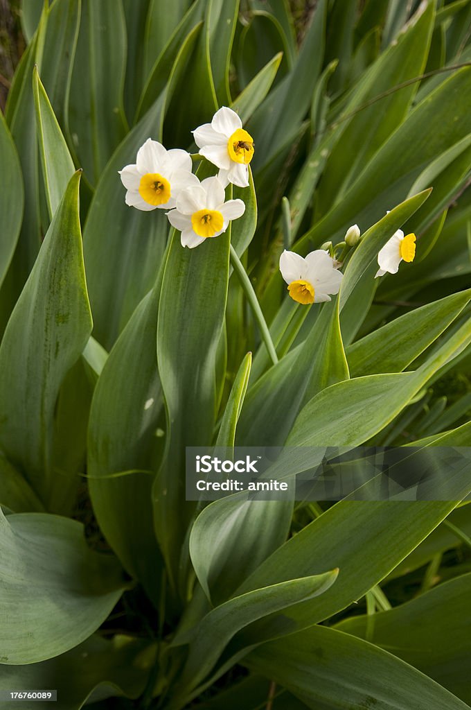 Narcisses d'hiver - Photo de Angle de prise de vue libre de droits