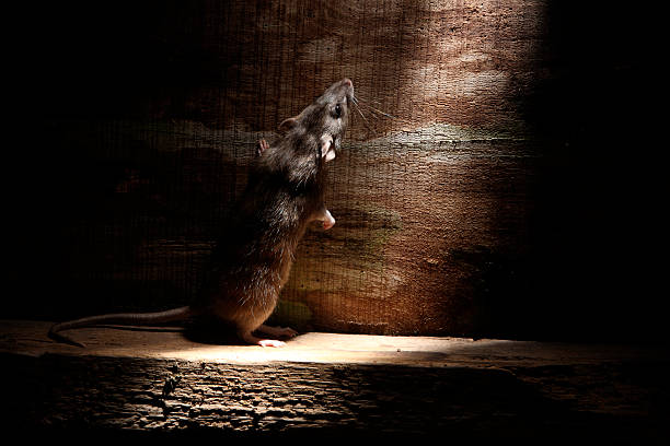 istock Brown rat, Rattus norvegicus 176760340
